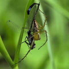 Spider captures prey on leaf natures drama