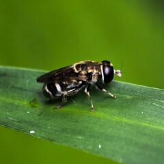 Striped insect perches gracefully on leaf