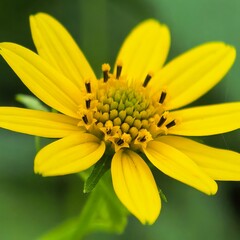 Sunny yellow blossom vivid detail green backdrop