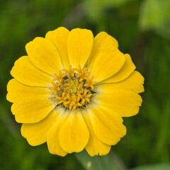 Yellow Zinnia blooms against green background