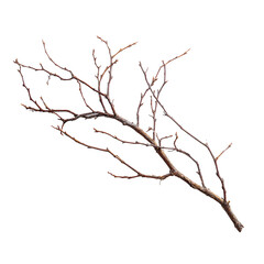 Fototapeta premium dead tree isolated on white