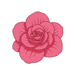 A beautifully detailed vector illustration of a blooming pink begonia flower, isolated on a white background with a clean outline