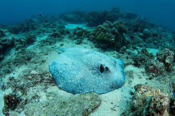 Fototapeta premium A rare porcupine ray, Urogymnus asperrimus, lies on a coral rubble bottom at Pulau Hatta in the Banda Sea, Indonesia. This elasmobranch feeds on benthic invertebrates and fishes on the seafloor.