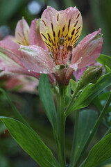 beautiful astromelias flowers in the garden