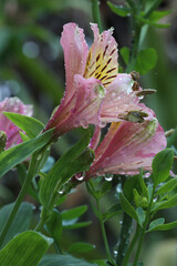 beautiful astromelias flowers in the garden