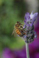 Bee on lavender flower in the garden, closeup of photo