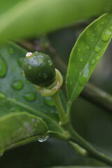 Green lemon tree with water drops on the leaves after the rain.
