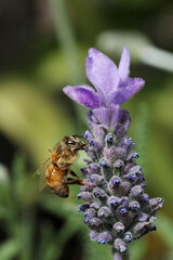 Bee on lavender flower in the garden, closeup of photo