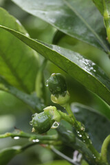 Green lemon tree with water drops on the leaves after the rain.