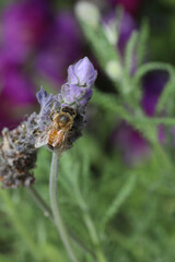 Bee on lavender flower in the garden, closeup of photo