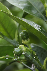 Green lemon tree with water drops on the leaves after the rain.