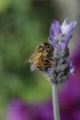 Bee on lavender flower in the garden, closeup of photo