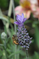 Bee on lavender flower in the garden, closeup of photo
