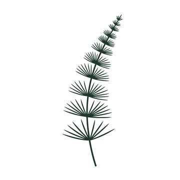 Minimalist vector illustration of a green horsetail plant stem with symmetrical whorled leaves, isolated on a white background