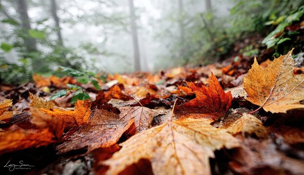 Autumn path covered in damp fallen leaves with misty forest background. - Powered by Adobe