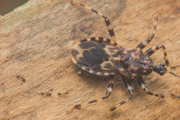 Assassin bug hunting small ants on wood