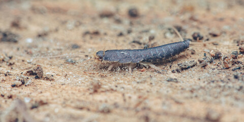 Silverfish insect displaying pest control concept on dirt surface