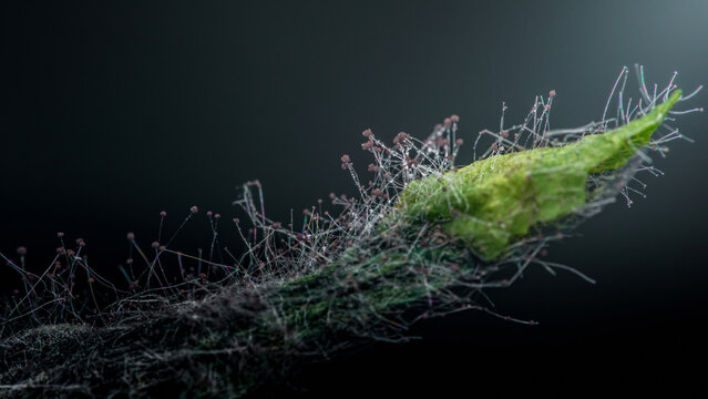 Slime mold fruiting on decaying plant stem