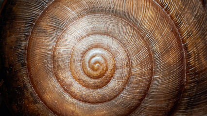 Snail shell displaying spiral pattern and golden ratio © Pawich Sattalerd