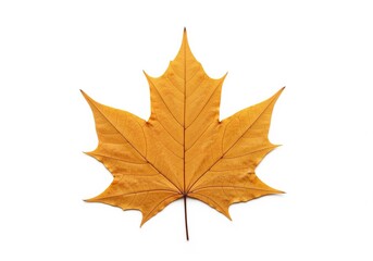 Fototapeta premium Detailed studio shot of a single golden autumn maple leaf isolated on a clean white background.
