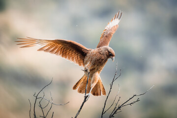 The chimango caracara also known as chimango or tiuque (Milvago chimango) is a species of bird of prey in the family Falconidae, the falcons and caracaras. It is found in Argentina, Bolivia, Brazil.
