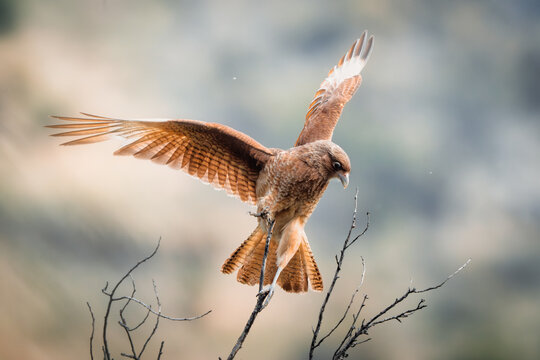 The chimango caracara also known as chimango or tiuque (Milvago chimango) is a species of bird of prey in the family Falconidae, the falcons and caracaras. It is found in Argentina, Bolivia, Brazil.