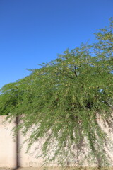 Stucco Fence Blooming with yellow-green catkins velvet mesquite tree, Prosopis velutina, wide-spreading canopy over a typical southwestern stucco fence, Phoenix, Arizona