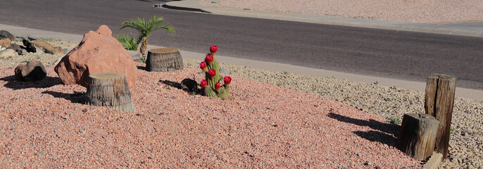 Xeriscaped roadside with blooming cactus (Echinocereus genus) among natural rocks, palm tree stumps and weathered wood blocks