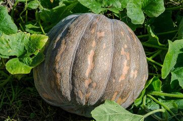 Ripe pumpkin with orange veins grown in an autumnal agricultural field, a vegetable nestled among leaves and earth, a natural crop symbolizing autumn and Halloween, perfect for a seasonal menu