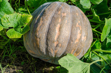 Ripe pumpkin with orange veins grown in an autumnal agricultural field, a vegetable nestled among leaves and earth, a natural crop symbolizing autumn and Halloween, perfect for a seasonal menu