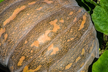Ripe pumpkin with orange veins grown in an autumnal agricultural field, a vegetable nestled among leaves and earth, a natural crop symbolizing autumn and Halloween, perfect for a seasonal menu