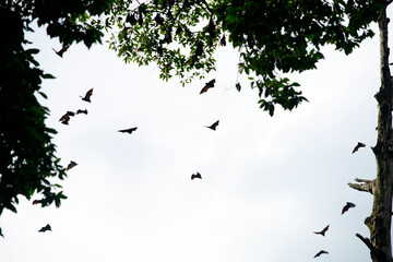 Bats in Flight Among Trees Under a Cloudy Sky at Dusk