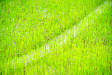 Lush Green Rice Field with Bright Sunlight and Fresh Growth Patterns
