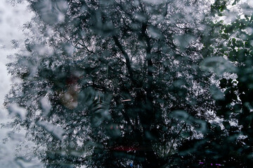 Rainy Day Perspective Through Window Glass with Tree Reflection
