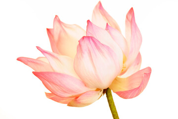 Beautiful Pink Lotus Flower Blooming Against White Background