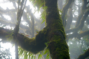 Mystical Forest Scene with Misty Trees and Vibrant Green Moss