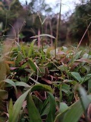 green grass in the forest