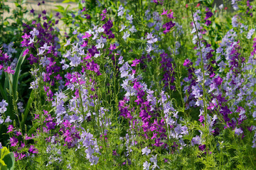 delphinium flowers in the garden

