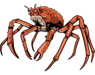 Red Spider King Crab Illustration