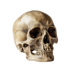 Obraz premium Detailed Anatomical Skull with Natural Bone Texture and Transparent Background Under Soft Studio Lighting, PNG