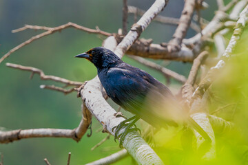 Shiny Cowbird,perched on a fence post, La Pampa, Argentina.