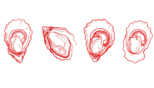 Red outline sketch of four oyster shells on a black background. Shell interiors are white with swirls