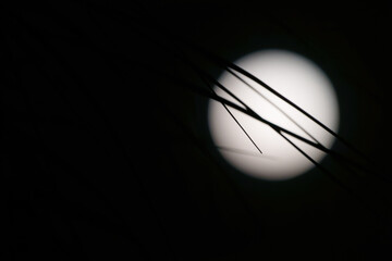 Circular moon high with strands or fine leaves across face in right of image in sky on black background with copy-space,