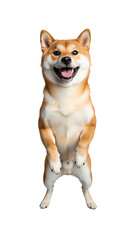 Stock photo of a cute shiba inu dog standing up isolated on black background on transparent background