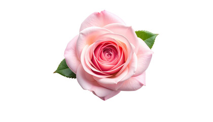 Delicate pink rose with swirling petals and a few green leaves, isolated against a stark black background