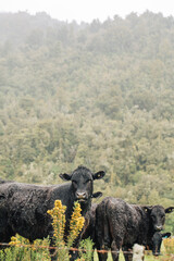 Curious cattle in misty mountain landscape for nature inspiration and rural tranquility