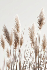 Obraz premium Elegant Pampas Grass Against a Soft Background