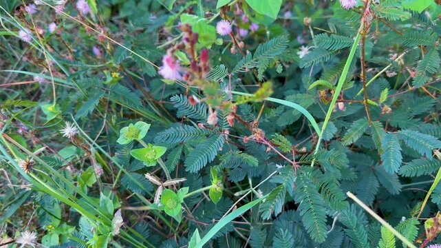 Mimosa Pudica Leaves React to Touch in Tropical Cairns