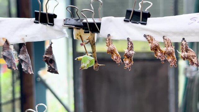 Butterfly Pupa Transformation on Hanging Row in Coffs Harbour