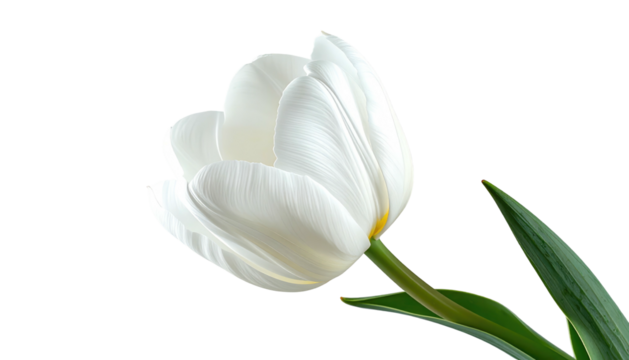 Elegant, white tulip blossom with curled petals set against a contrasting black background